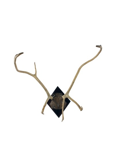 German Deer Antlers, Brown/Tan