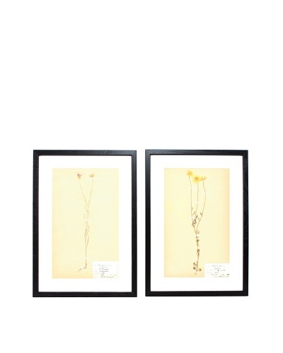 Herbarium Prints, C. 1930, Pair