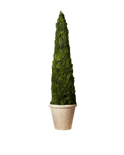 Cypress Cone Potted Topiary, 35