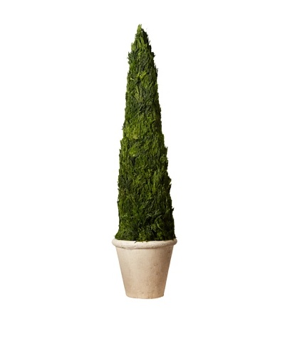 Cypress Cone Potted Topiary, 35″