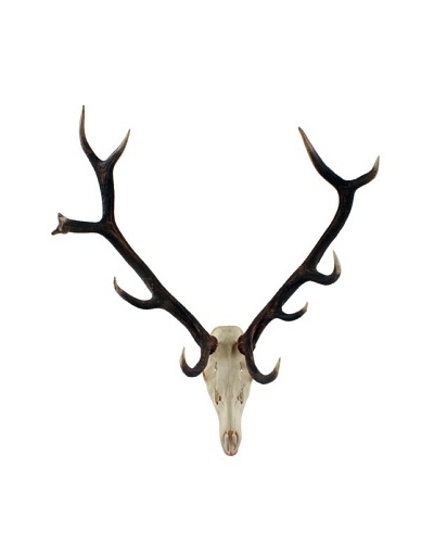 German Deer Scull & Antlers, Brown/White/Black