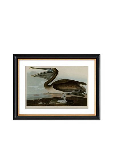 Brown Pelican IIAs You See