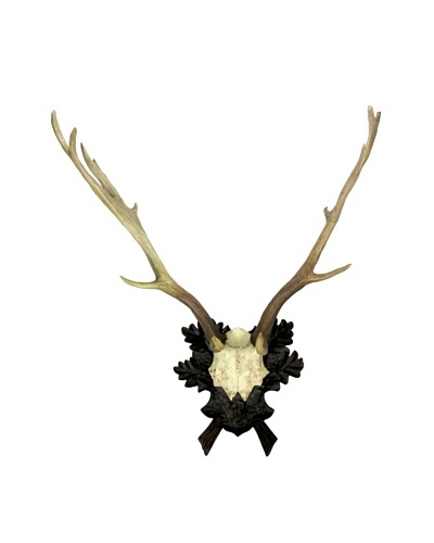 Fallow Deer Antler Wall Plaque