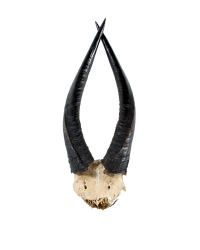 Nyala Antelope Antlers, Black/White