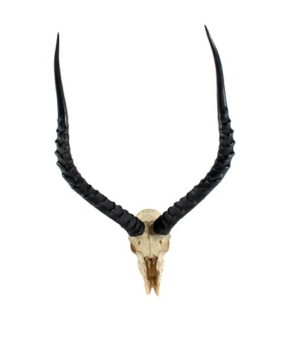 Impala Skull & Antlers, Black/White