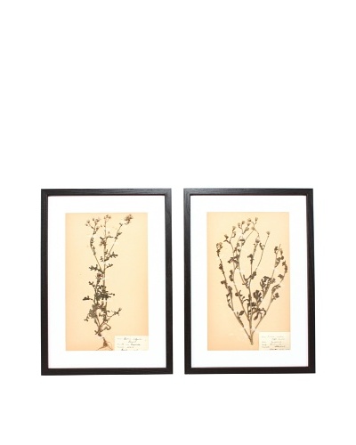 Herbarium Prints, C. 1930, Pair