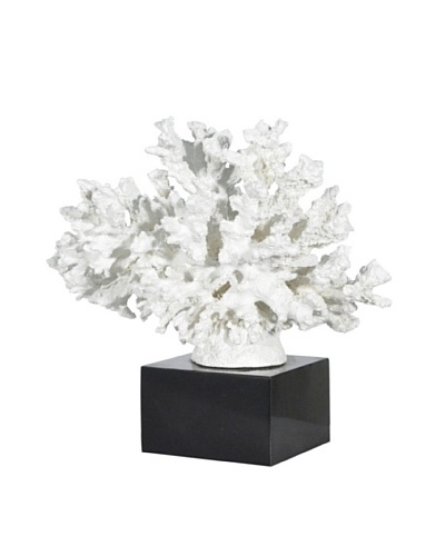 White Branch Coral on Black Base