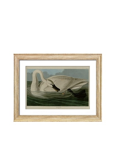 Audubon Trumpeter Swan I