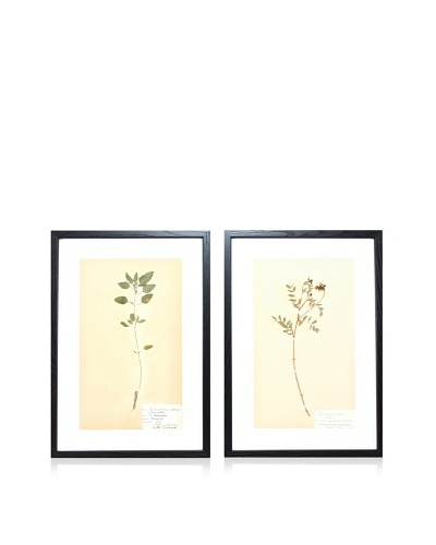 Herbarium Prints, C. 1930, Pair