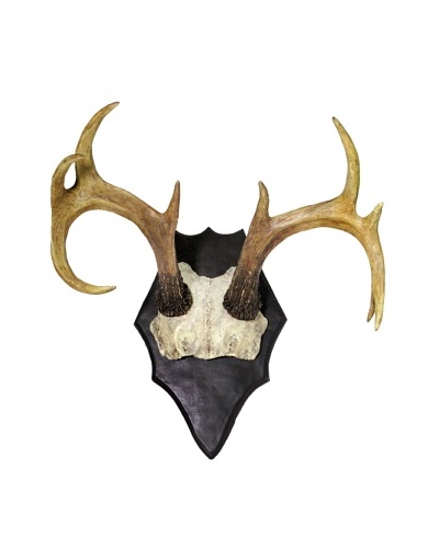 Medium Antler Wall Plaque