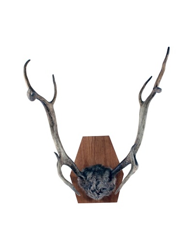 German Deer Antlers, Brown/Tan/Grey