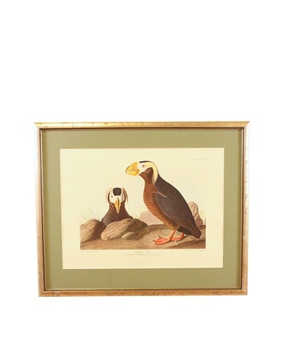 Tufted Auk, Audubon Leipzig Edition Framed Artwork