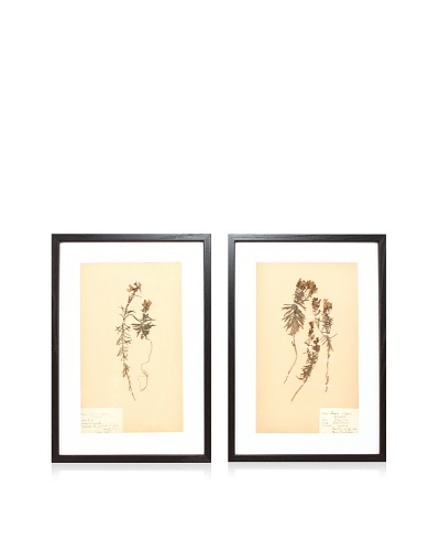 Herbarium Prints, C. 1930, Pair