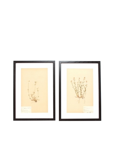 Herbarium Prints, C. 1930, Pair