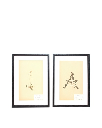 Herbarium Prints, C. 1930, Pair