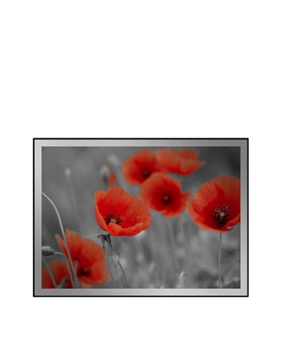 Red Poppies