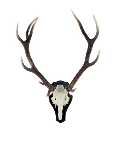 German Deer Antlers, Brown/White/Black