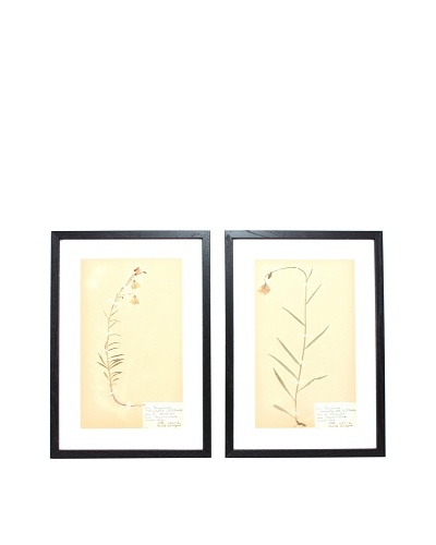 Herbarium Prints, C. 1930, Pair