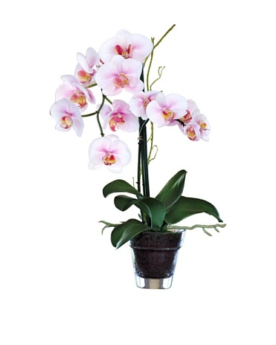 19 Phalaenopsis Plant in Glass Vase, White/Lavender