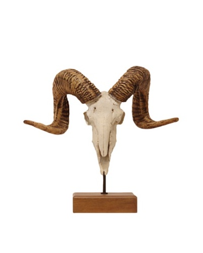 Siberian Ram Horn Décor
