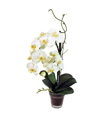 19 Phalaenopsis Plant in Glass Vase, White