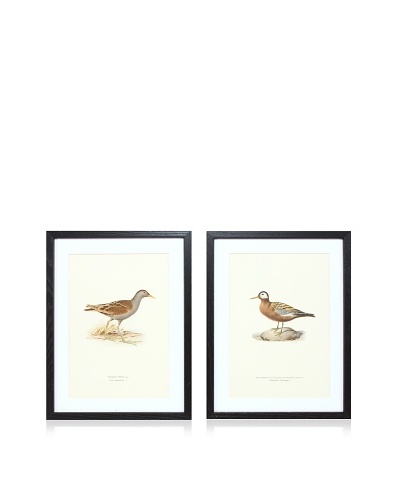 Wright Brothers Bird Prints, C. 1920, Pair