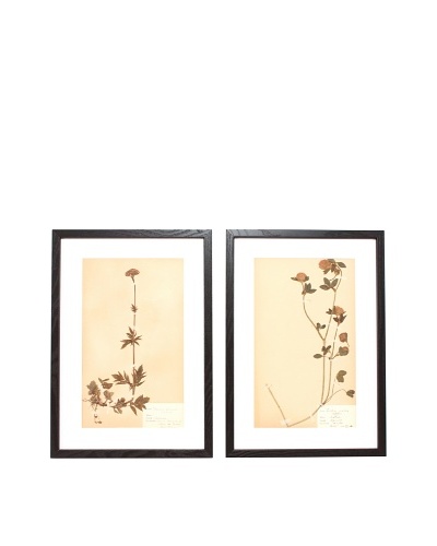 Herbarium Prints, C. 1930, Pair