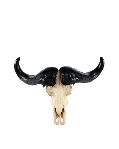 Water Buffalo Skull & Horns, Black/White