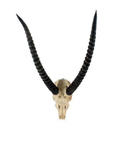 African Gazelle Skull & Antlers, Black/Brown/White