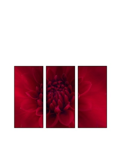 Dahlia, Triptych