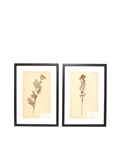 Herbarium Prints, C. 1930, Pair