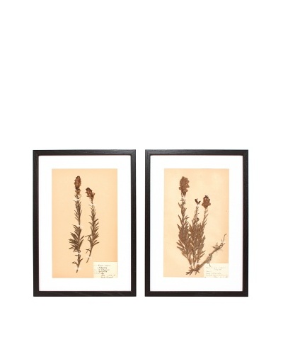 Herbarium Prints, C. 1930, Pair