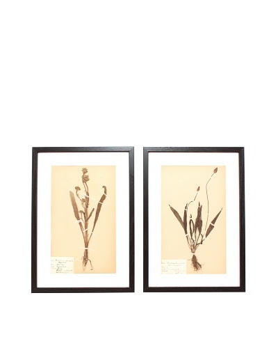 Herbarium Prints, C. 1930, Pair