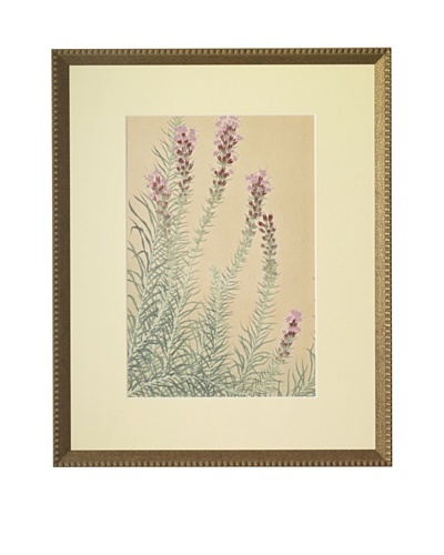 1929 Botanical Japanese Woodblock Liatris