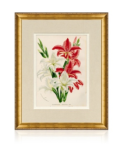 1873 Antique Botanical Print IV, Ornate Gold