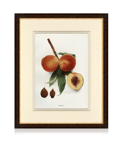 Antique Peach Print IV, 1901