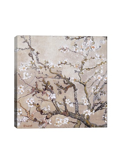 Vincent Van Gogh's Almond Branches In Bloom, San Remy (C.1890) Giclée Canvas Print