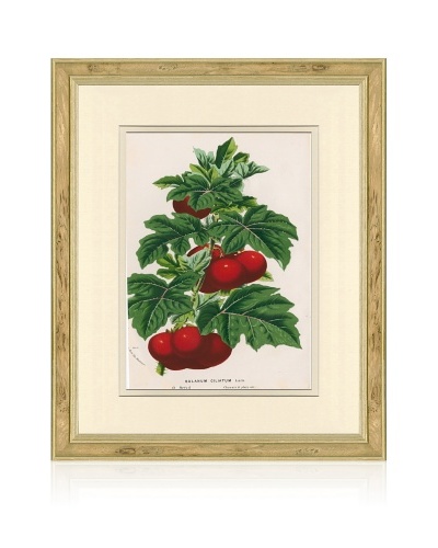 Antique Tomato Print, 1873