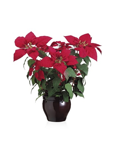 Potted Velvet Montage Poinsettia