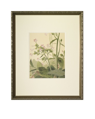 1903 Tabac Botanical Chromolithograph