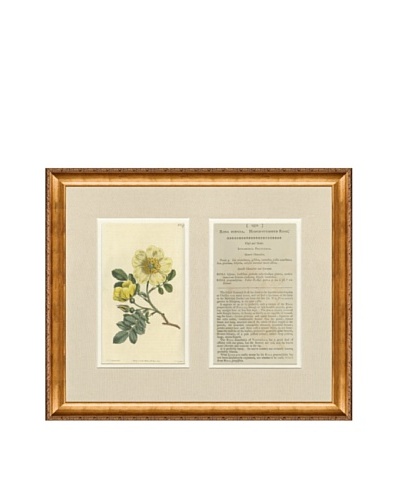 1813 Antique Hand Colored Yellow Botanical with Description
