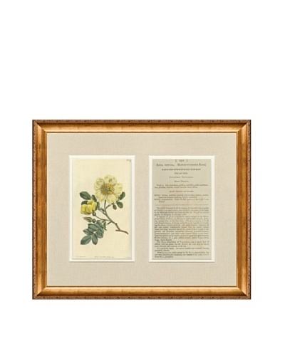 1813 Antique Hand Colored Yellow Botanical with Description