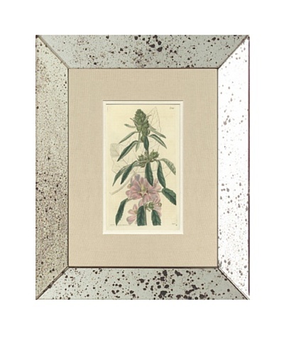 1825 Antique Hand Colored Pink Botanical III, Mirror Frame