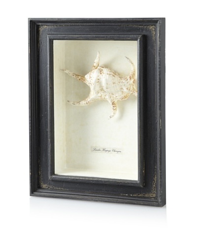 Six Point Seashell Shadowbox