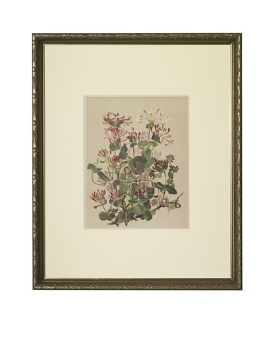 1903 Honeysuckle Botanical Chromolithograph