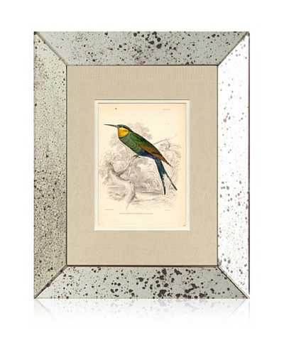 1854 Mirror Frame Bird Print IV