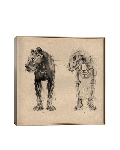 Lion Anatomical Engraving by Wilhelm Ellenberger & Hermann Baum Giclée on Canvas
