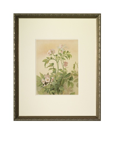 1903 Pomme de Terre Botanical Chromolithograph