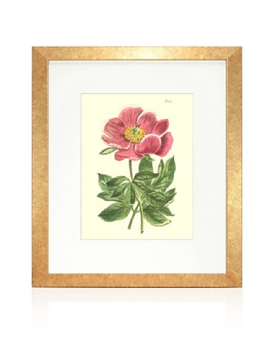 Blushing Peony II, Gold/White