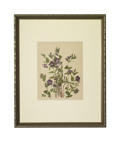 1903 Periwinkle Botanical Chromolithograph